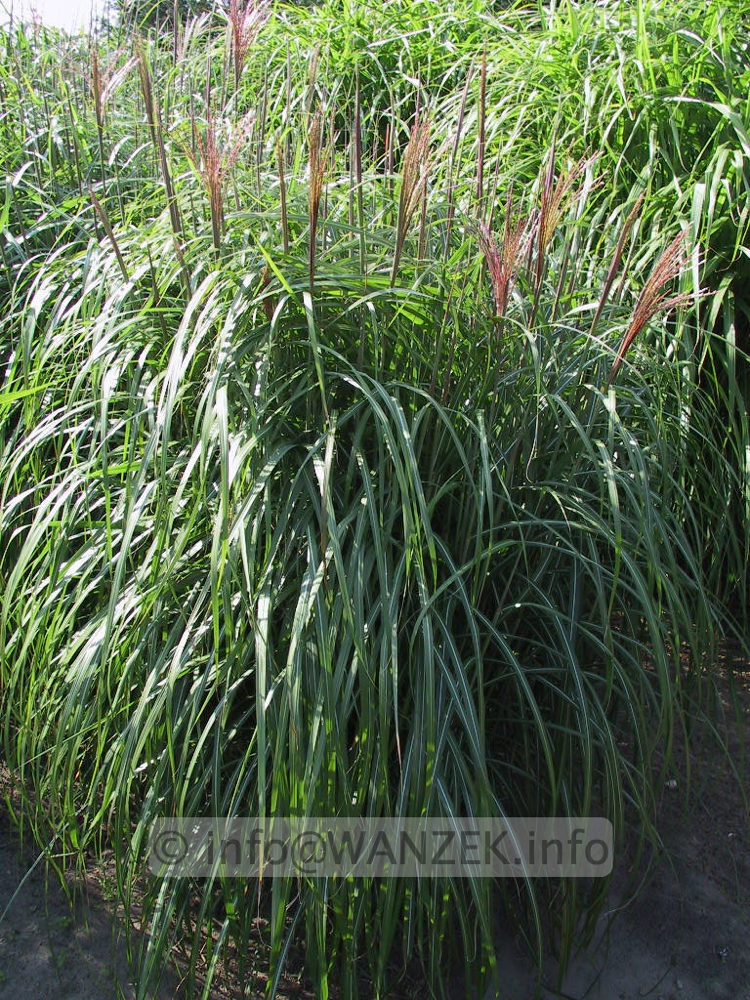 Miscanthus sinensis Red Star 02.jpg